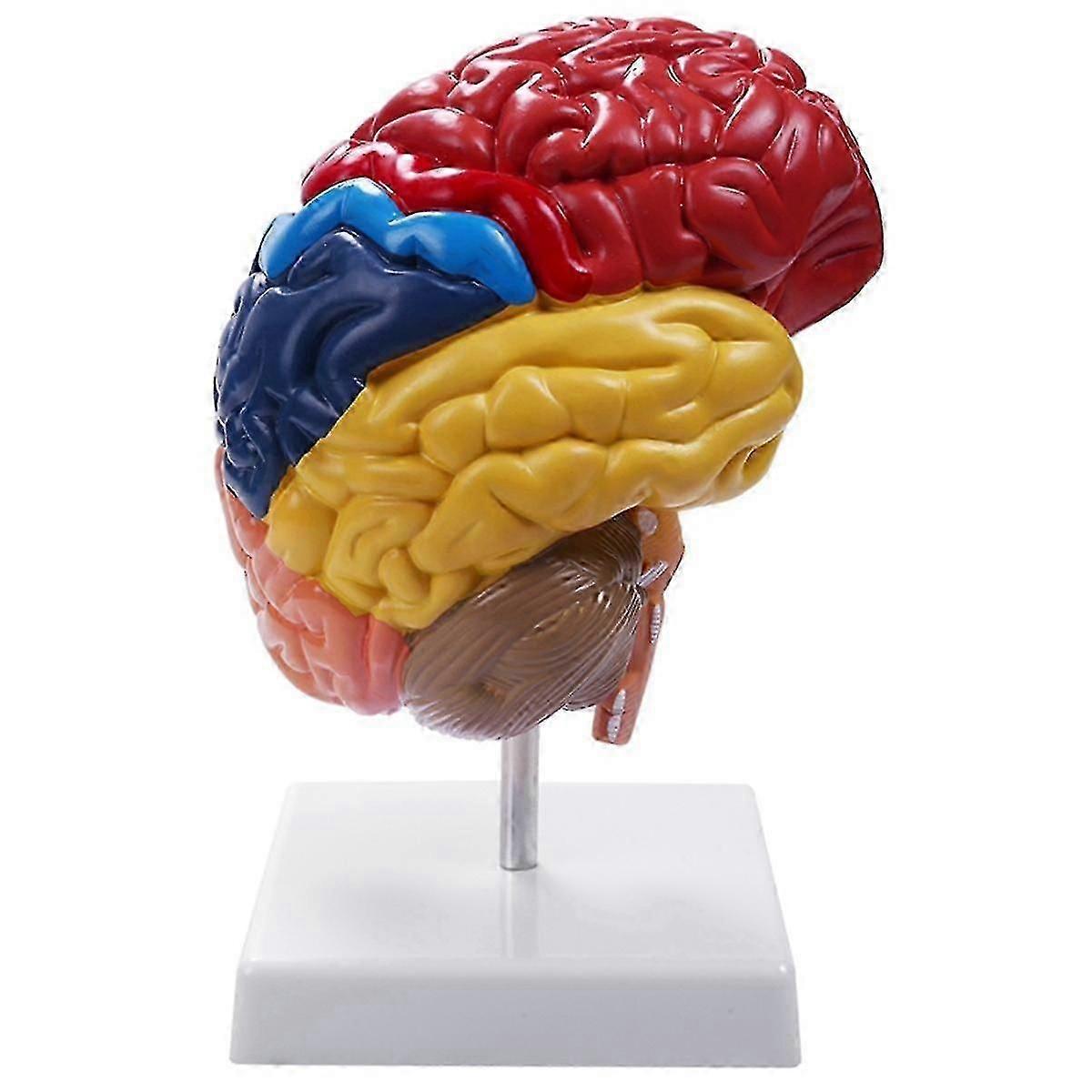 Cerebral Anatomical Model Anatomy 1:1 Half Brain Brainstem Teaching Lab Supplies