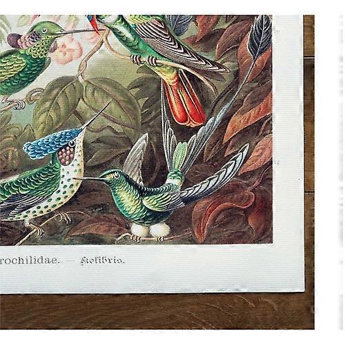 Ernst Haeckel Trochilidae Print