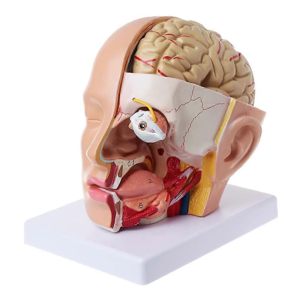 Human Skull Anatomical Model with 3D Accuracy and Removable Sections for Medical Teaching Study