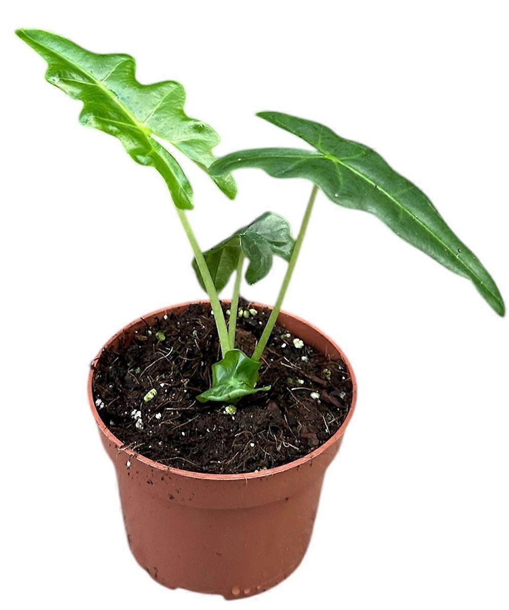 Alocasia portei Ø10.5