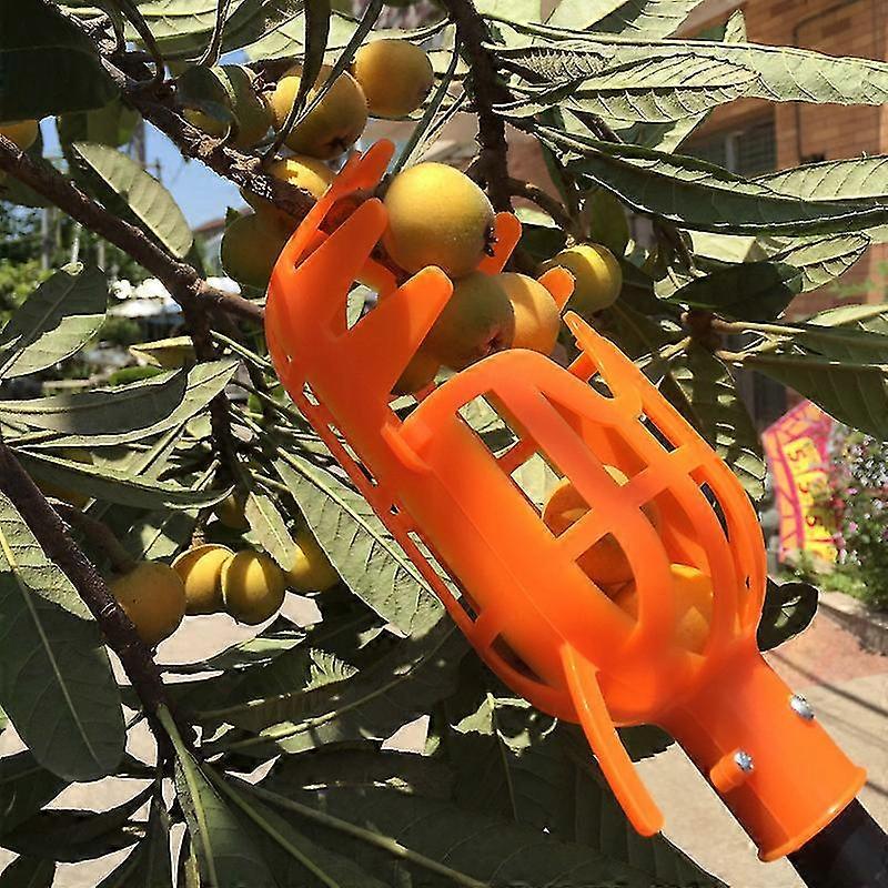 High Altitude Fruit Picker Picking Loquats, Waxberry Tools, Waxberry Hand Picking Peaches, Plums, Dates, Winter Dates, Persimmons, Apples