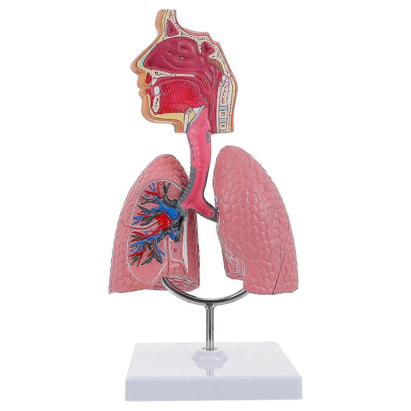 1pc Respiratory Lung Model Medical Respiratory System Lung Model Teaching Tool