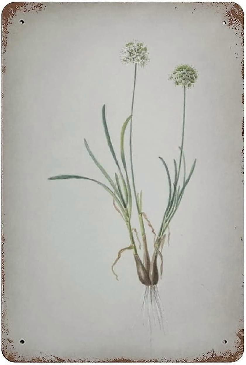 LINCMAN Panneau en étain métallique Allium Scorzonera Folium Vintage Art Affiche Rétro Fer Peinture