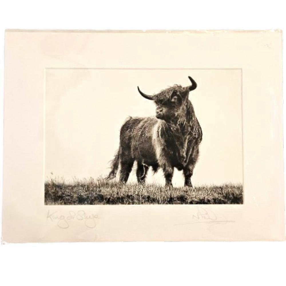 "Piper - King of Skye" Highland Cow Signed Print 12" x 16" by Nick Field