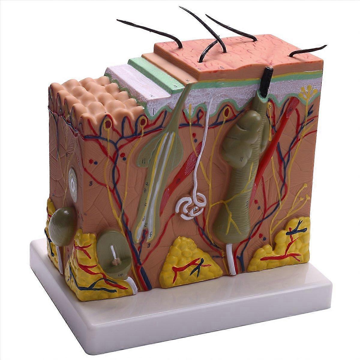 Huidmodel, 50X Huid en Haarstructuur Vergroot Model Anatomisch Model