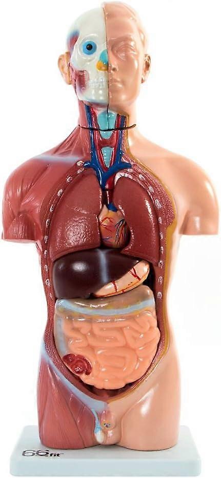 Anatomisches Modell mit männlichem Torso - 13 Teile - 42cm