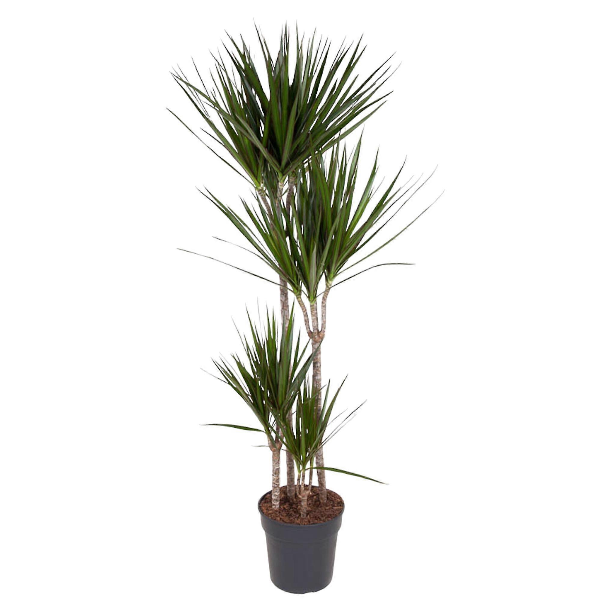 Dracaena Marginata - 150-160cm - Ø27cm