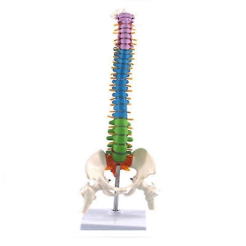 45cm With Pelvic Human Anatomical Anatomy Spine Spinal Column Model Teaching Resources For Students