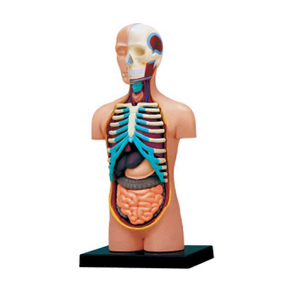 Human Anatomy Model with Removable Organs for Teaching Study Class Students