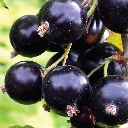 Grosella negra. Pack Temporada Completa