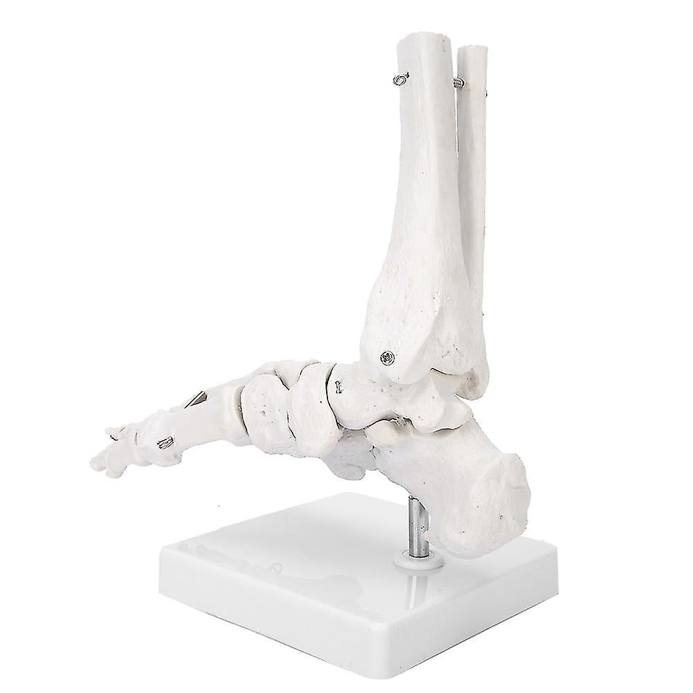 Foot Ankle Joint Model Demonstration Human Foot Teaching Model With  Base
