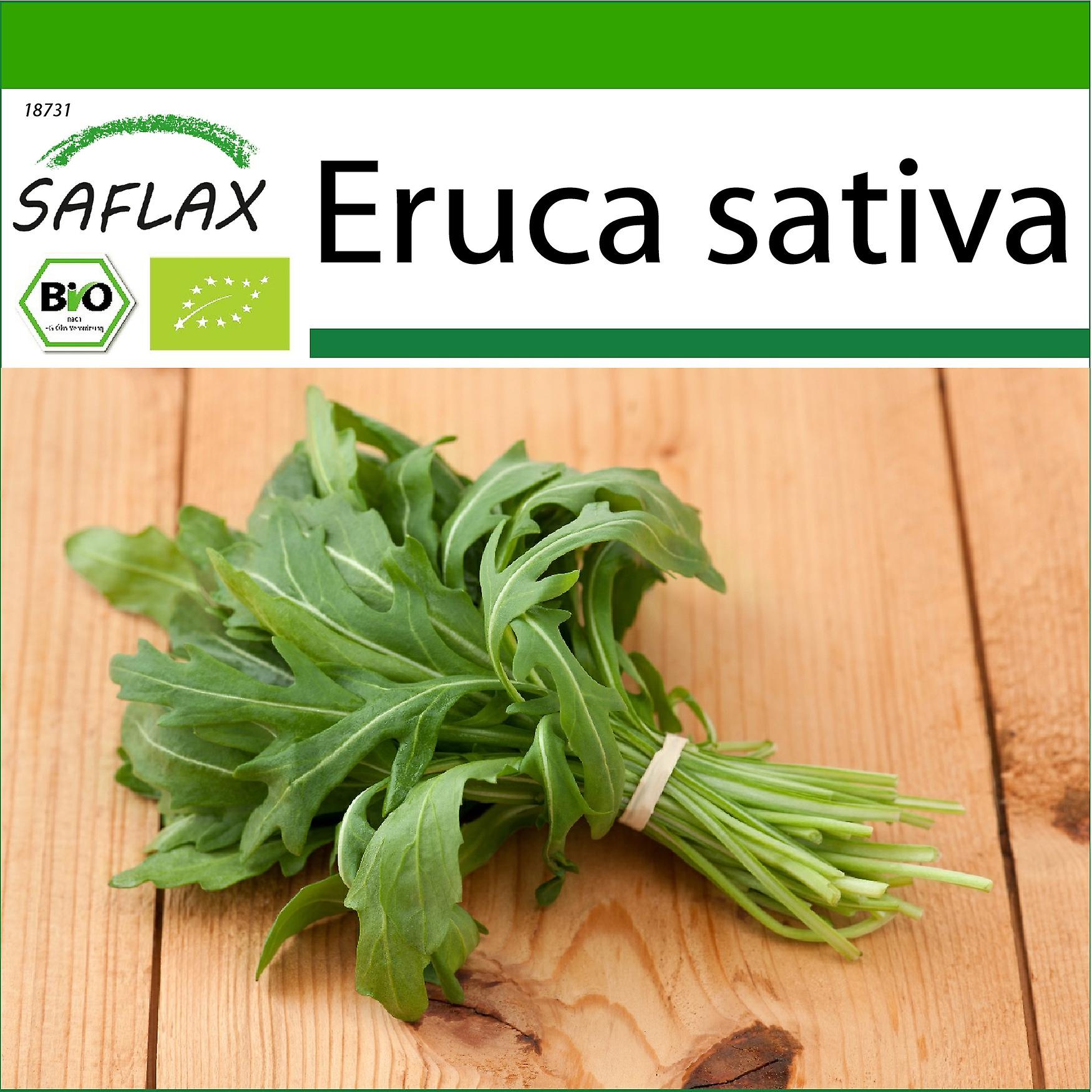 100 Graines De Romarin (Rosmarinus Officinalis) - Avec Substrat Coco - SAFLAX