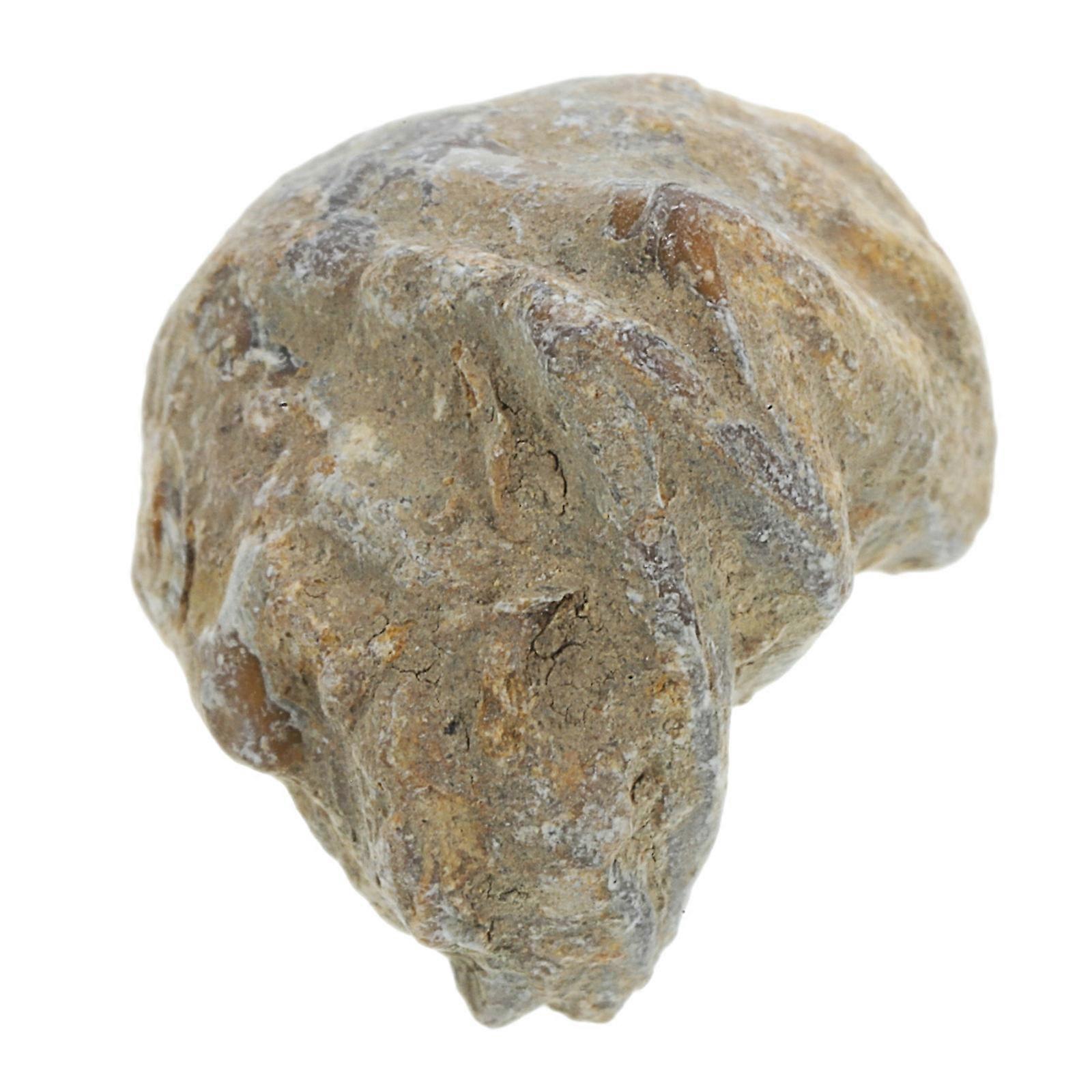 Shell Fun Used for Student Teaching