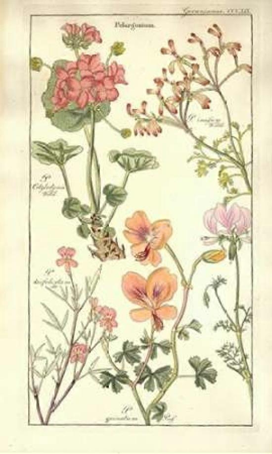 Geraniums Poster