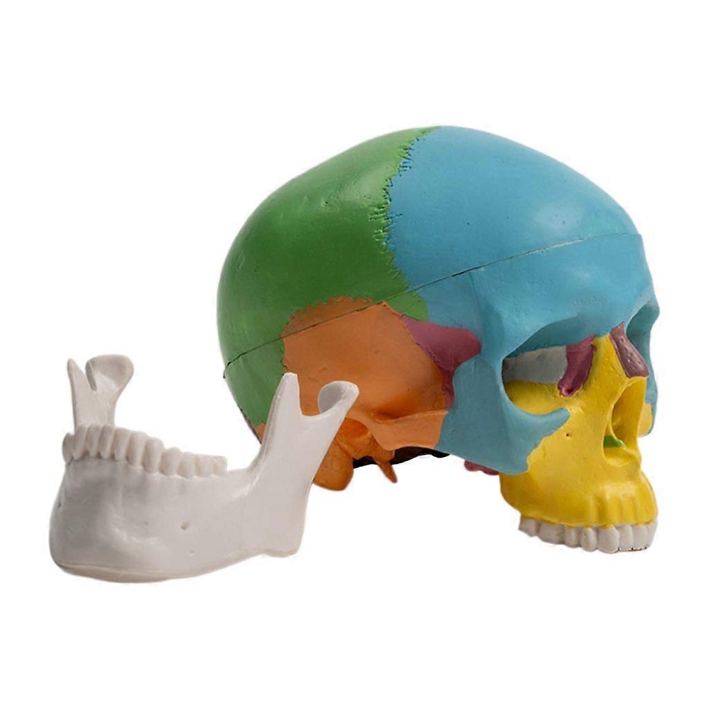 Minitype Anatomy Skull Model Learn Tool Human Organs Anatomical Teaching Tool