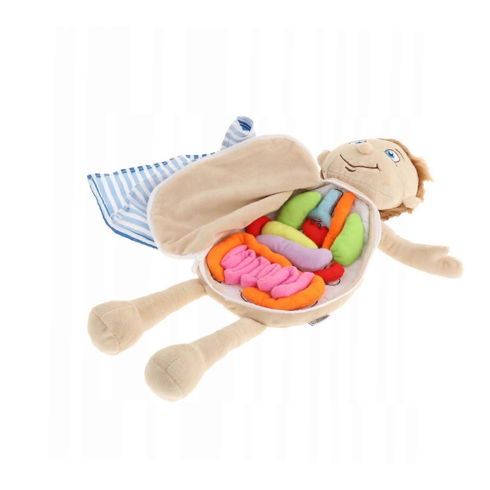 Human Body Soft Model Anatomy