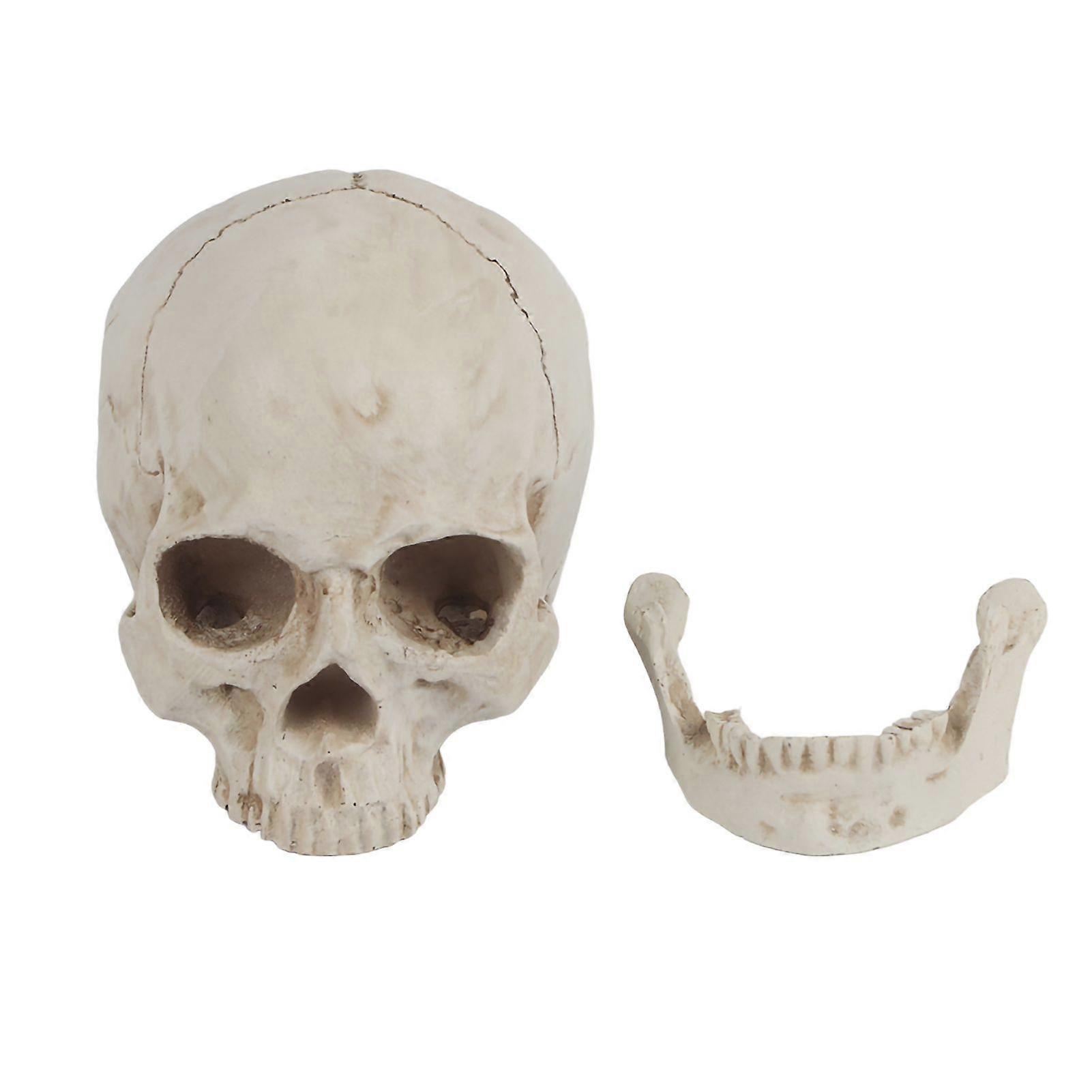 High quality  Highly realistic 1:1 human skull resin model split skull (the jaw