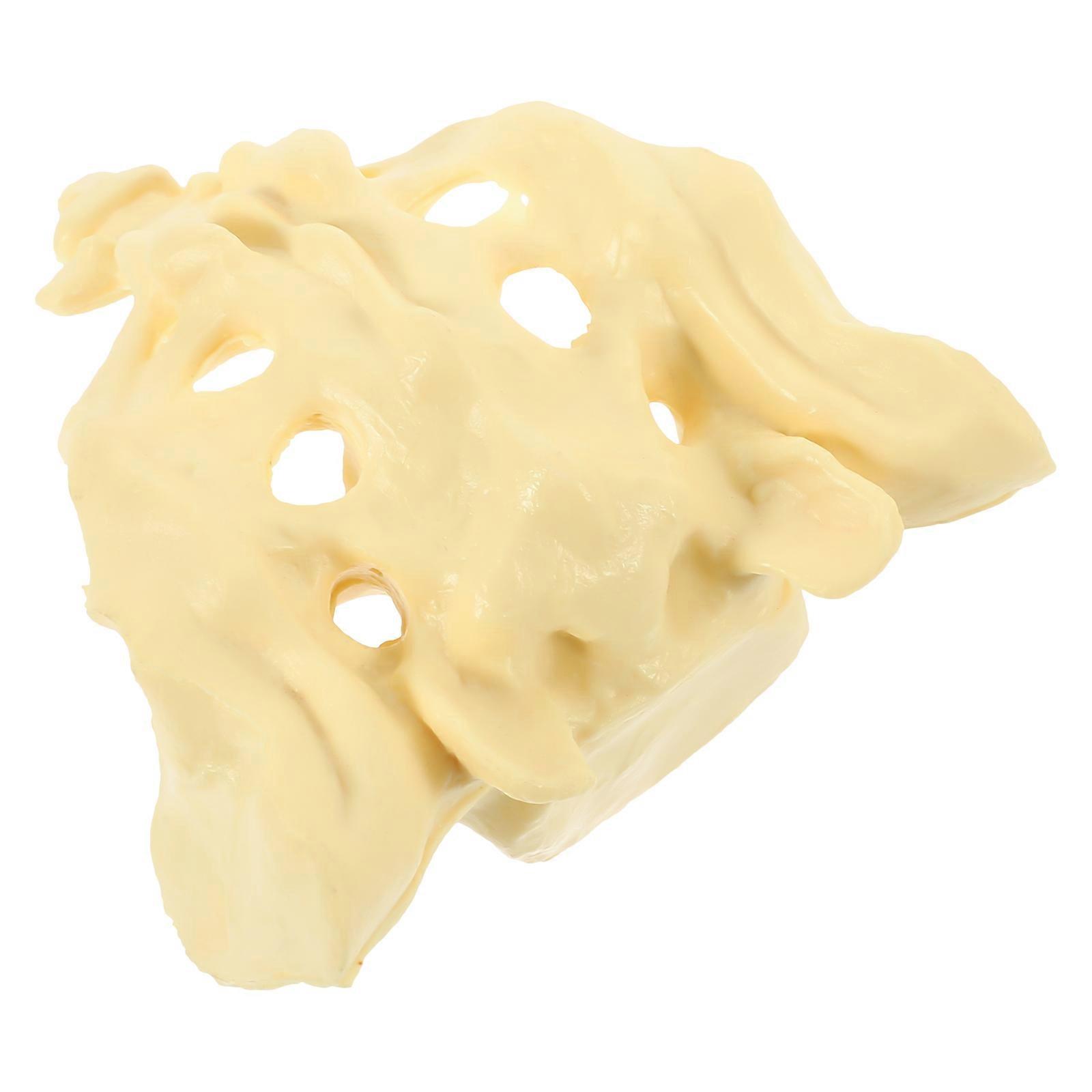 Practical Human Sacrum Model for Teaching Use Made of PVC Material White