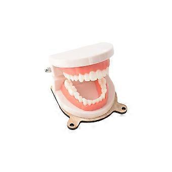 Montessori Practical Life Brushing Teeth Model Activity Board for Homeschool