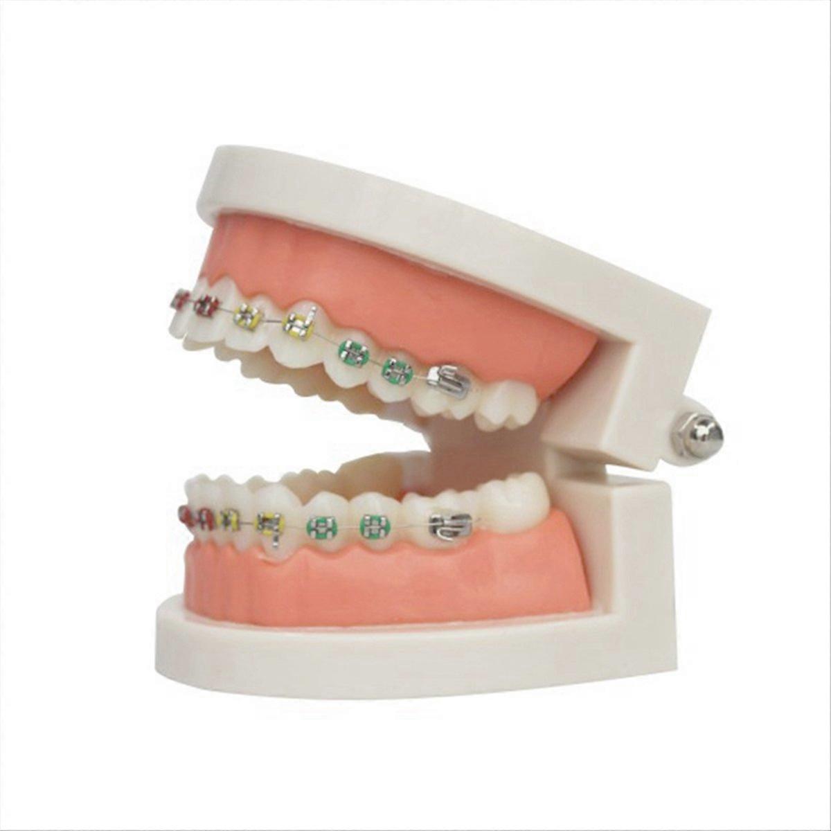 Dental Orthodontic Treatment Teeth Model Dentist Model Teaching Tools
