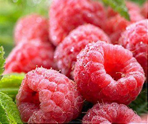 Raspberry Plant 15cm Pot Hardy Fruit Bush for Garden Yield ColdResistant