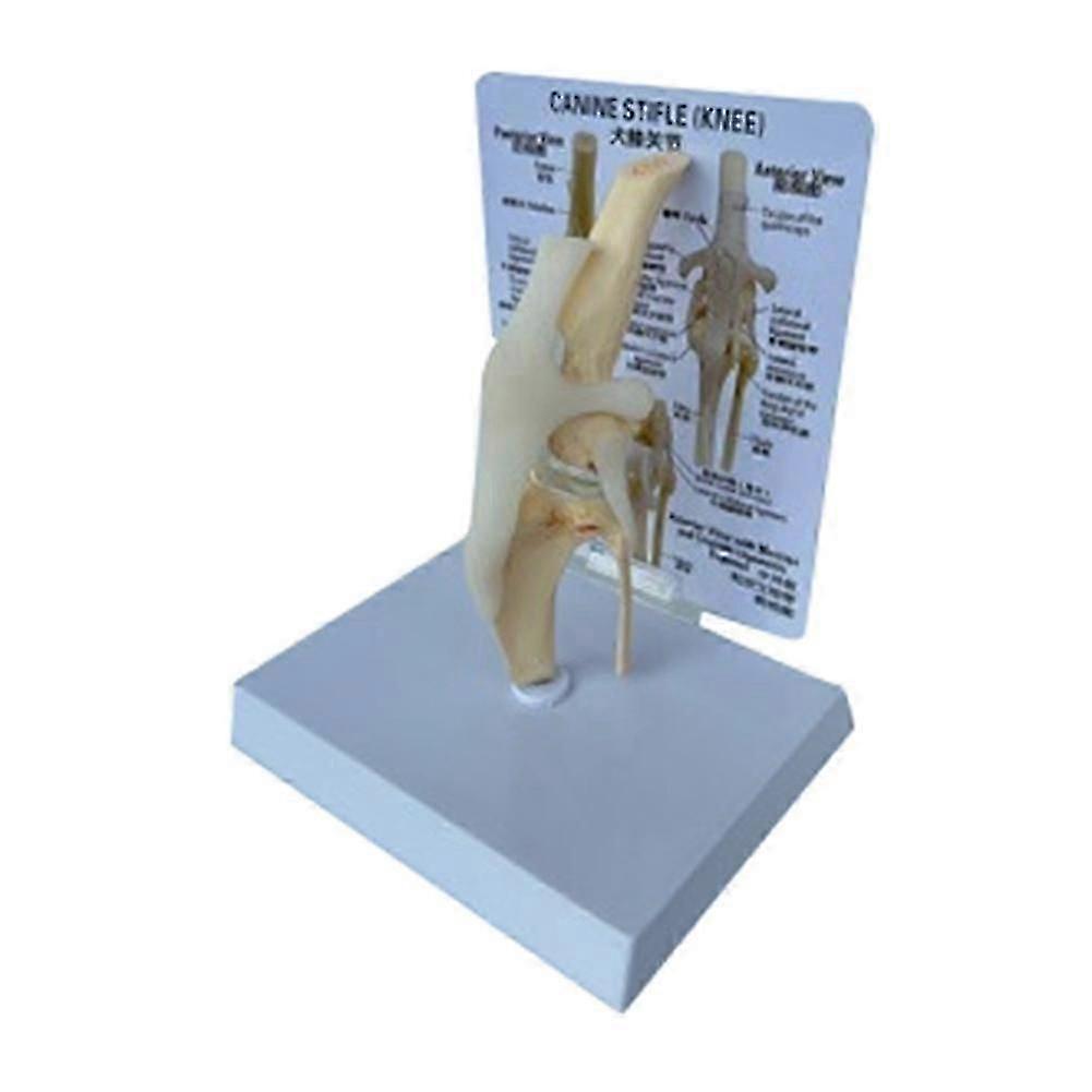 Canine Knee Joint Anatomical Model for Detailed Study of Dog Skeleton and Medical Training