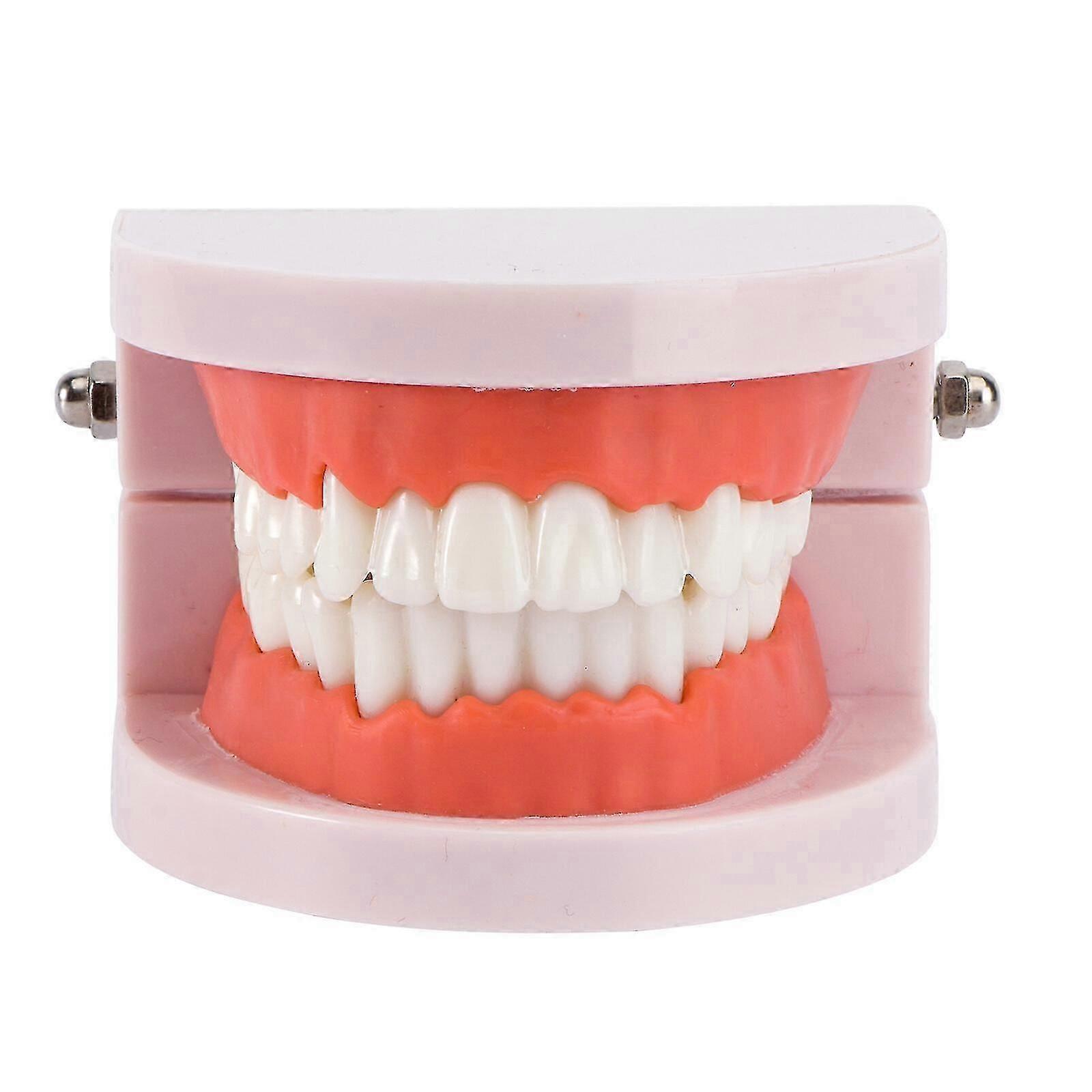 Teeth Model Standard Dental Teaching Study Typodont Demonstration Tool