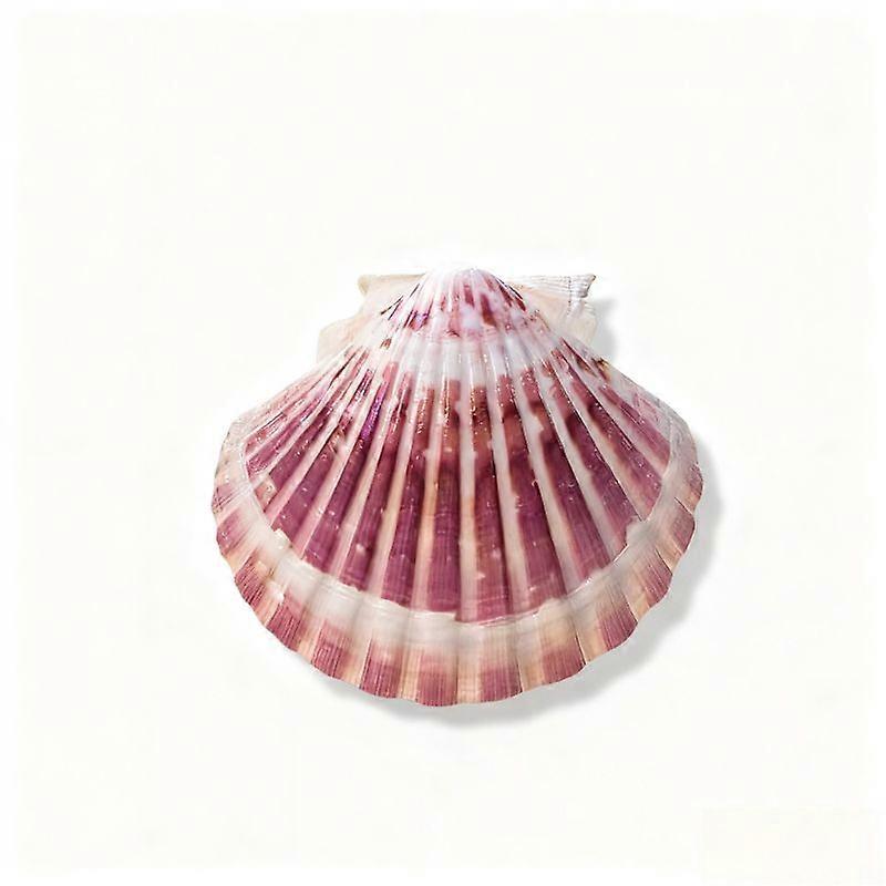 Hawaiian Style Conch Scallop Shells For Aquarium Home Decor