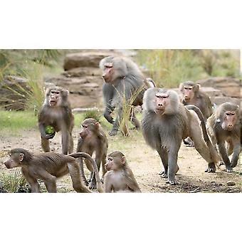 AFRICAN WILDLIFE  Jigsaw Puzzles  ANIMALS TD533