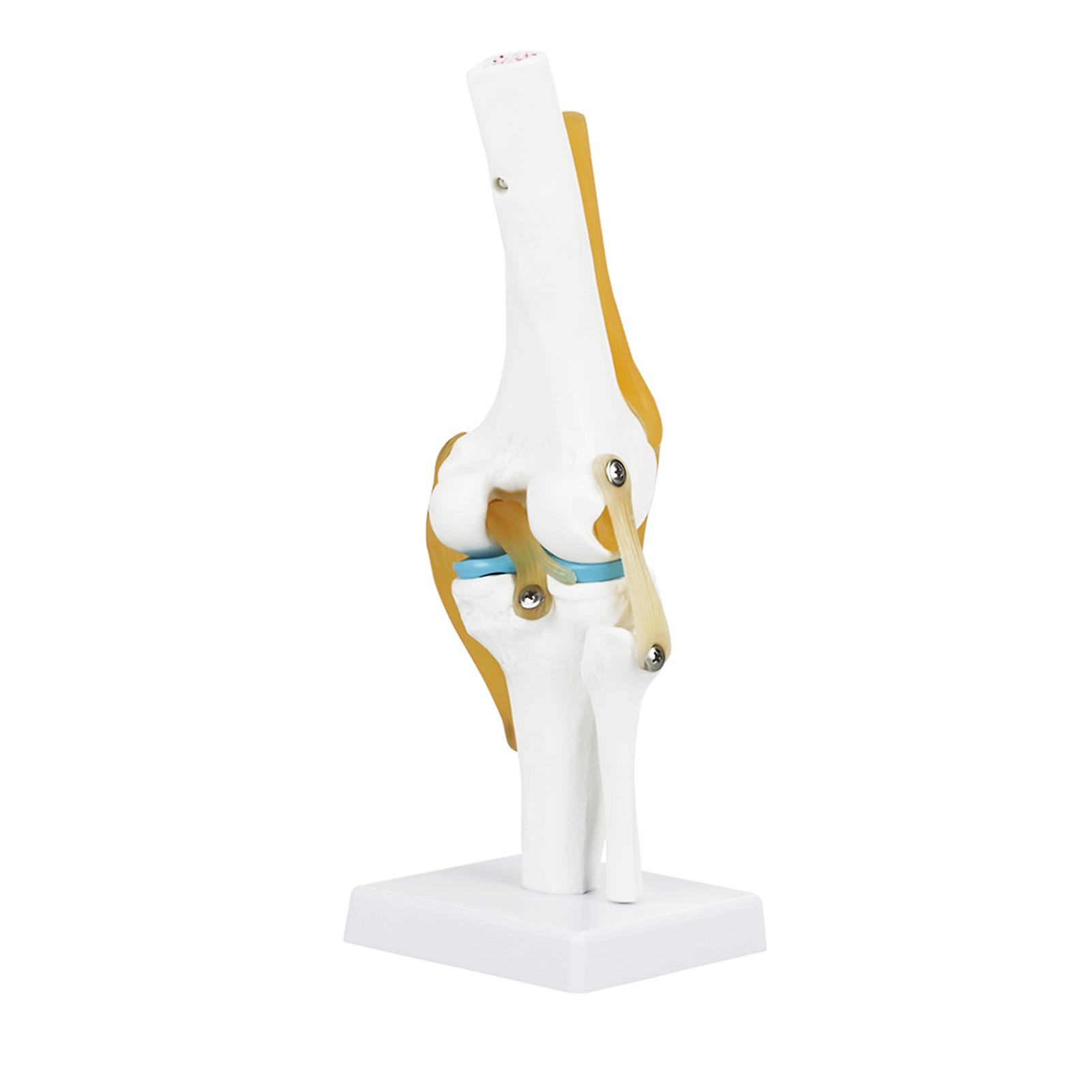 Life Size Human Knee Joint Model for Skeleton Anatomy Study Teach with Ligament Model