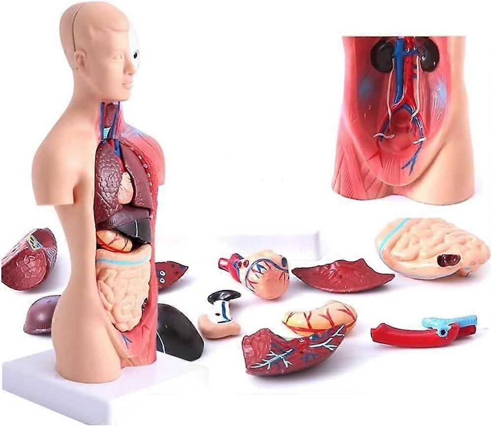 Removable 3D Anatomical Torso Model, 15-Piece With Heart, Brain, Skeleton & Head For Medical Students, Flesh Tone