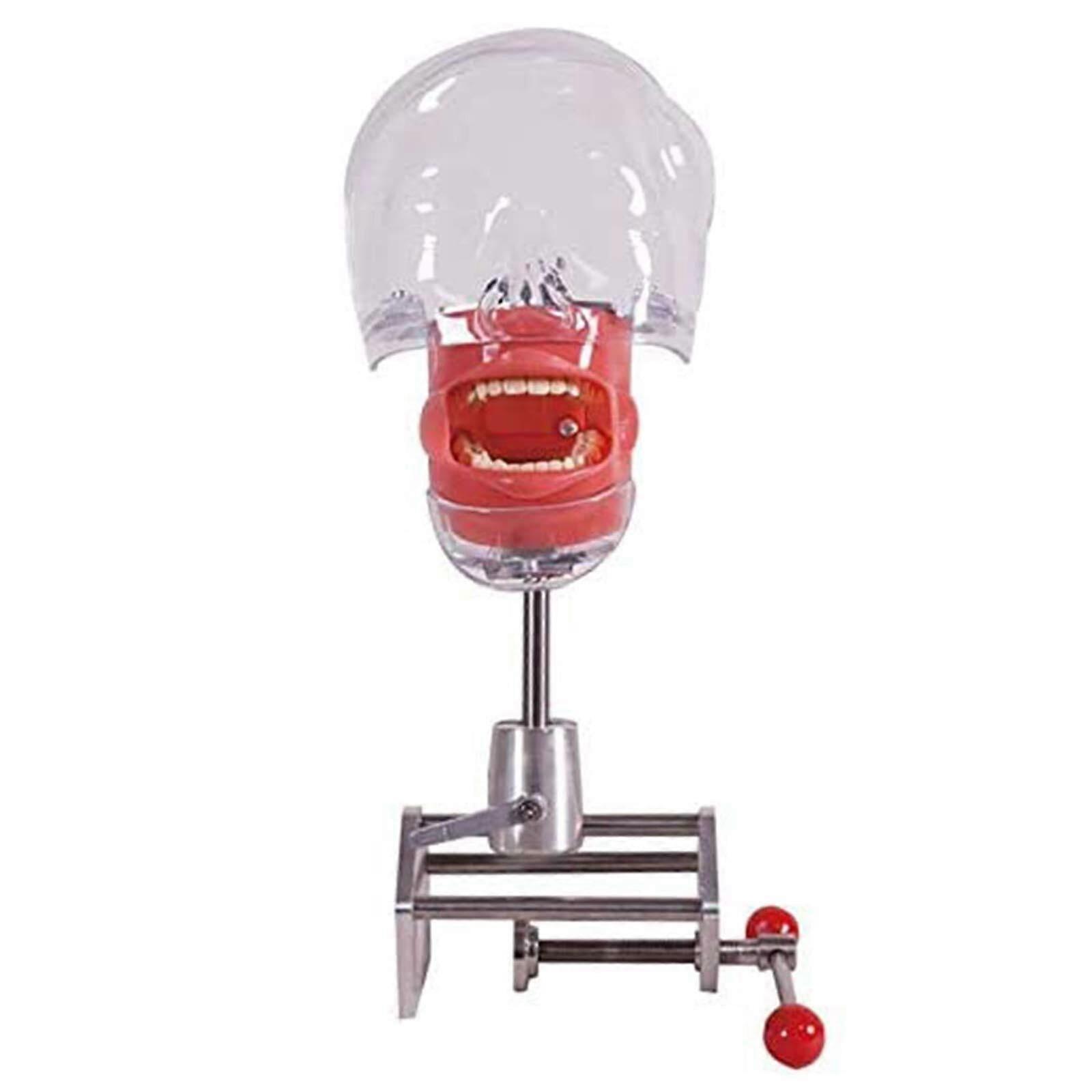 Dental Phantom Head Simulator Manikin with Bench Mount for Realistic Training and Student Education