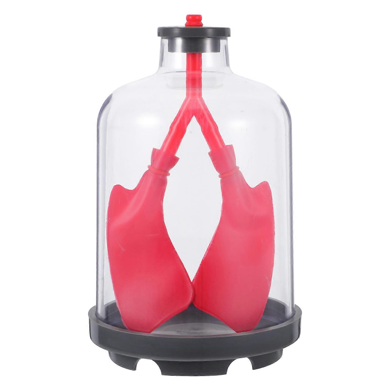 Lung Function Display Model Human Lung Educational Tool with 2Pcs