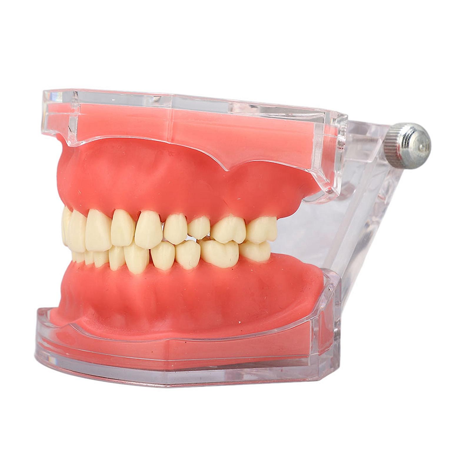 Gingiva Model Removable Teeth Soft Oral Demonstrating Dental Practice Teaching Tool