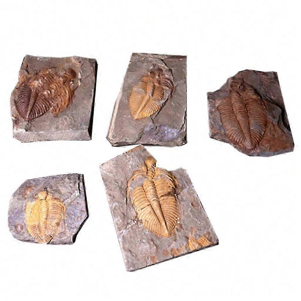 Wooden Box Natural Trilobite Fossils Lifelike for Fossil Figurine Kids Activity