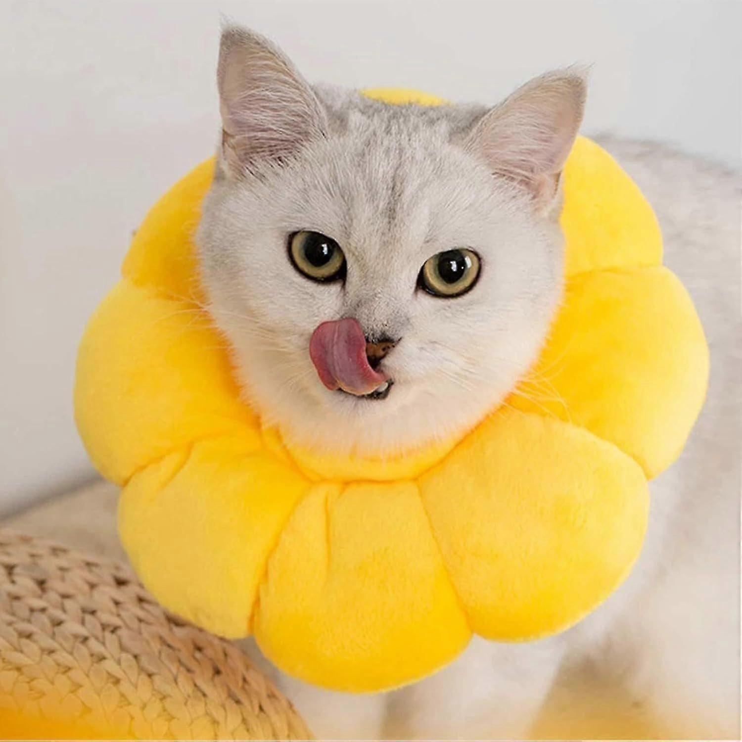 Collier, Collier, Chat, Protection