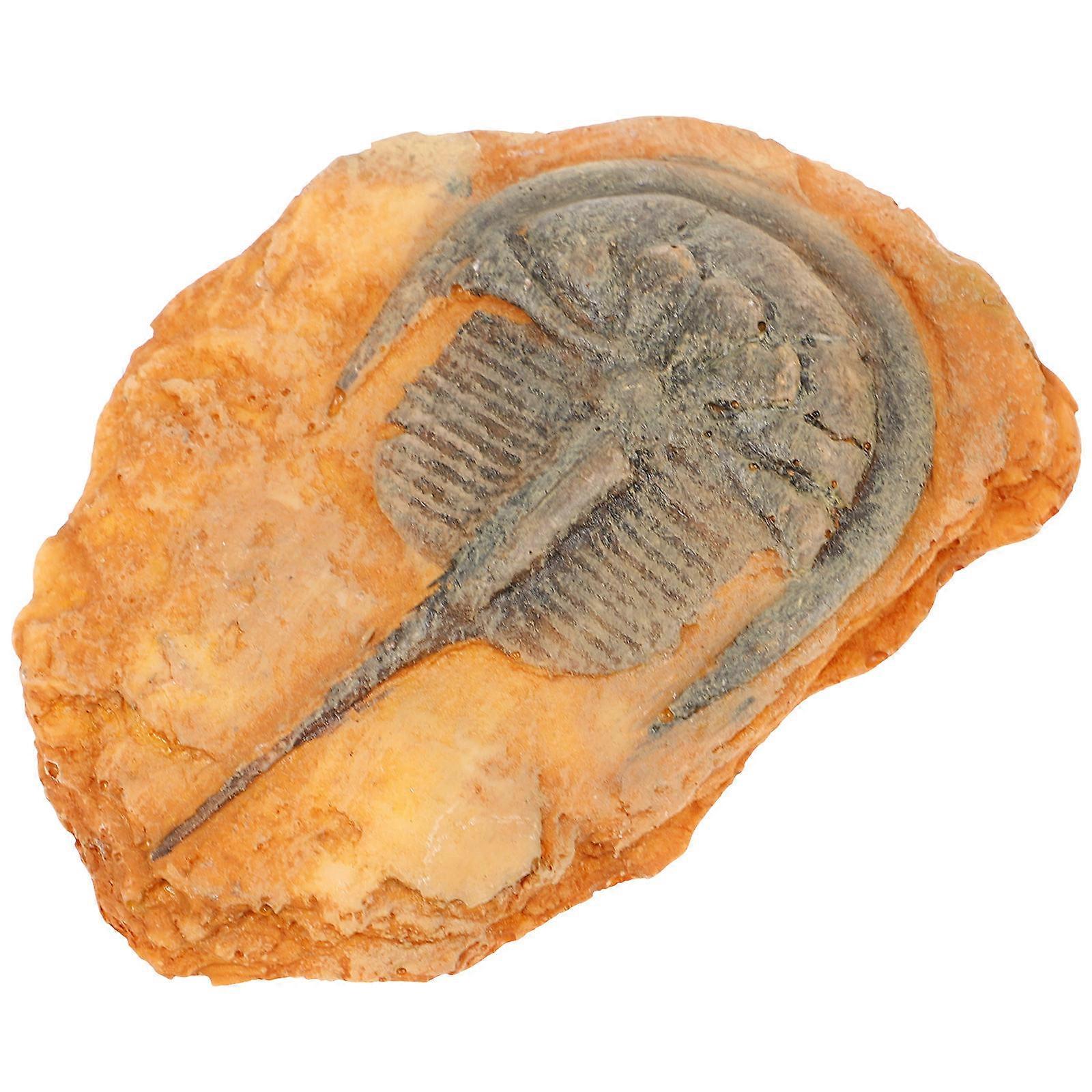 Insect Specimen For Science Enthusiasts 3Pcs Decorative Home Use And Teaching Accessories 7.80X6.20X1.80CM Certified