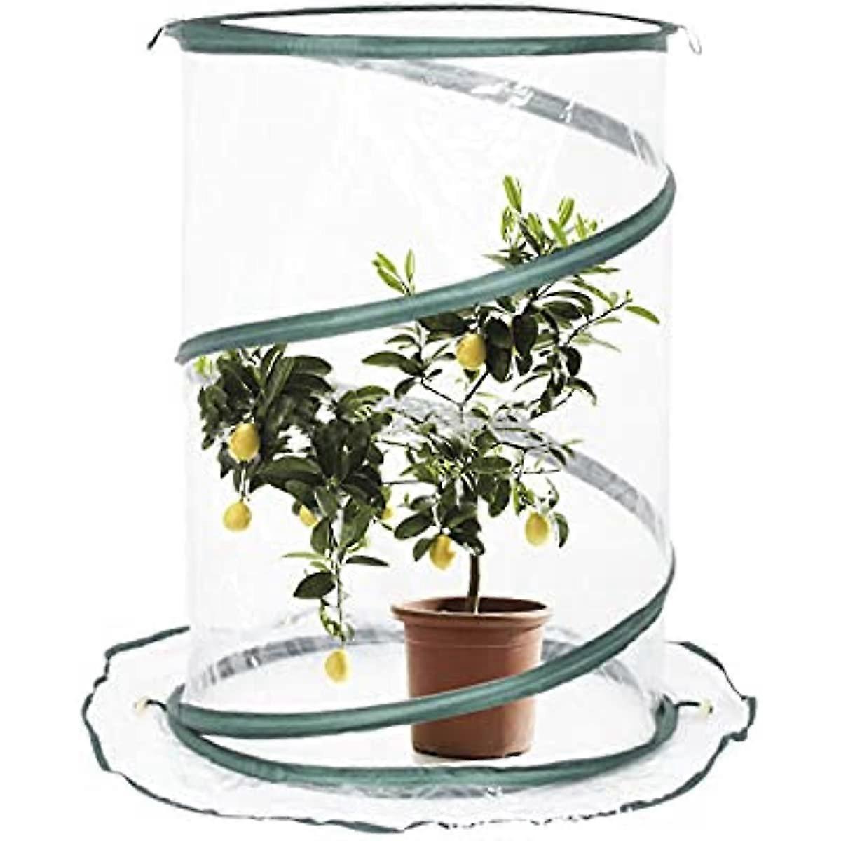 mauk zimmerpflanzen Zimmerpflanzen mit marmoriertem Laub (x3) - Ctenanthe burle marxii,  ctenanthe amagris, syngonium pixie