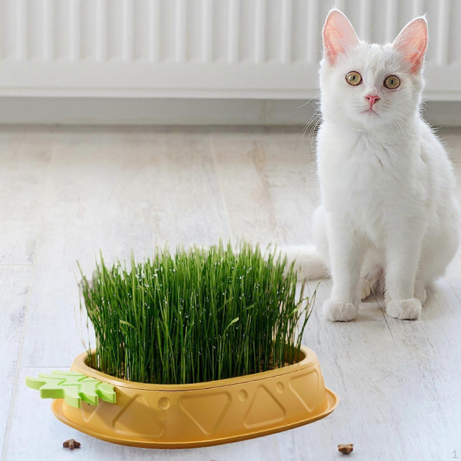 Kattgräsplanteringsmaskin för inomhustillväxt