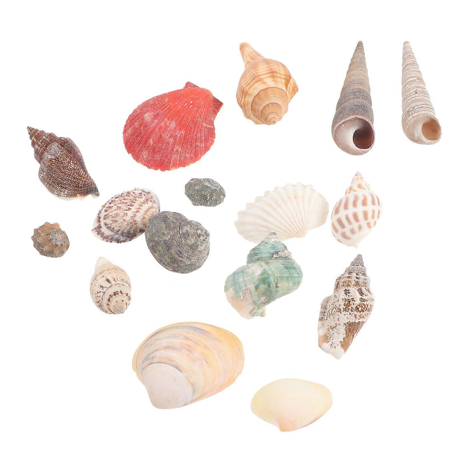 Conch Decor For Landscape Conch Decorations Diy Craft Decorative Items 12x8.2cm