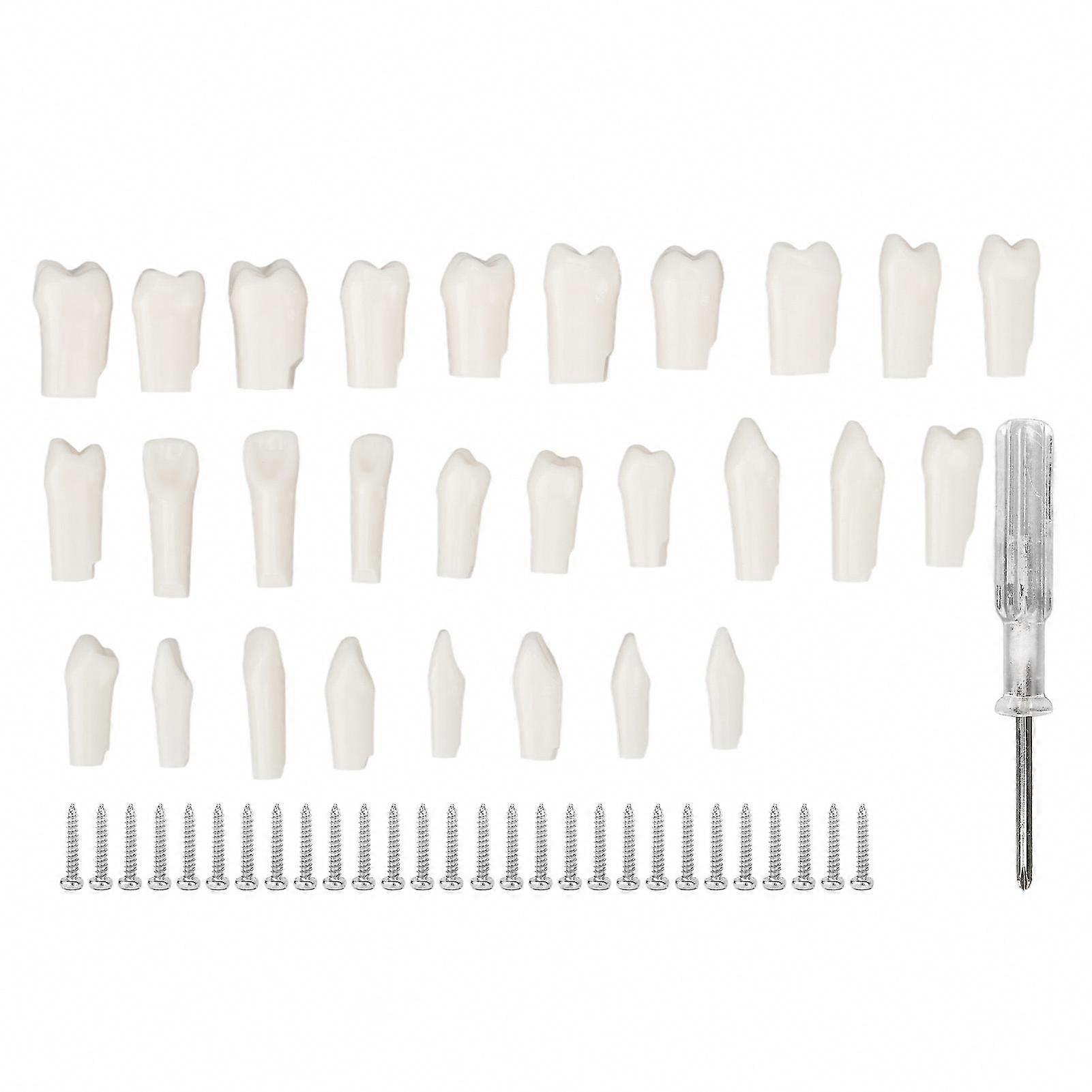 28Pcs Removable False Teeth for Typodont Teaching - Durable Plastic Dental Study Kit