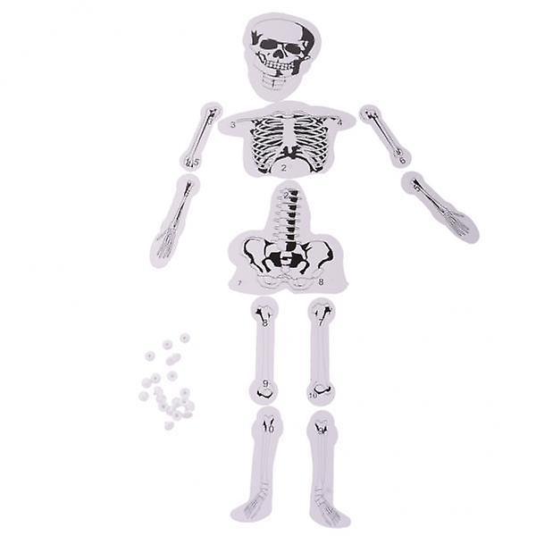 2xDIY Assembly Human Skeleton Model Bone Structure Science Experiment ACCS Toy
