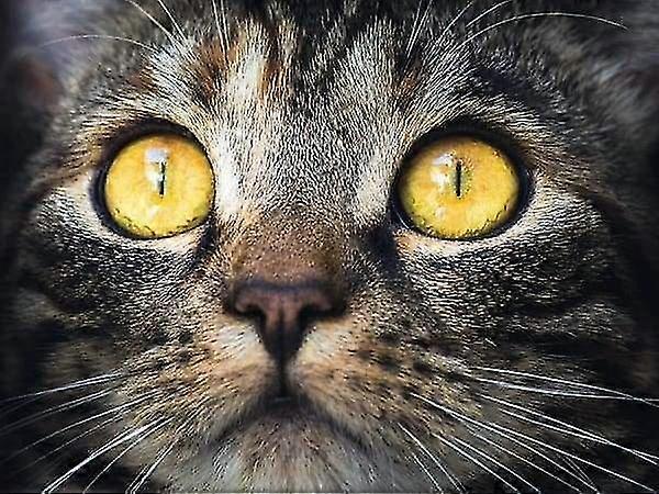 5d diamant maleri øyne som brann - diamant maleri kit