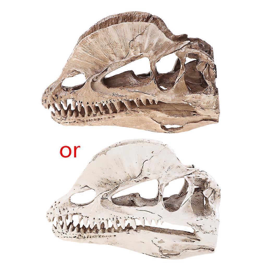 Dilophosaurus Dinosaur Skull Resin Crafts for Fossil Skeleton Teaching Model Hal