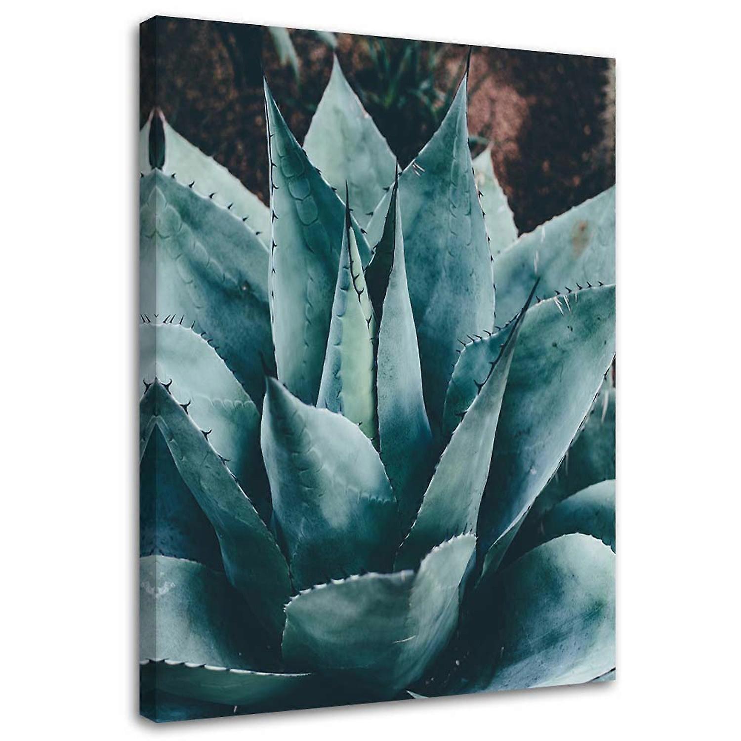 Lienzo, Agave con hojas grandes - 40x60