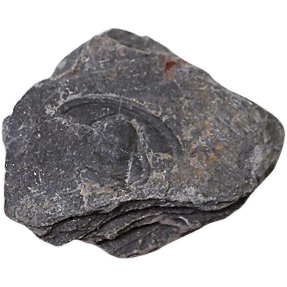 Trilobite Specimen Creative Sample for Decoration 1Pcs Dark Brown