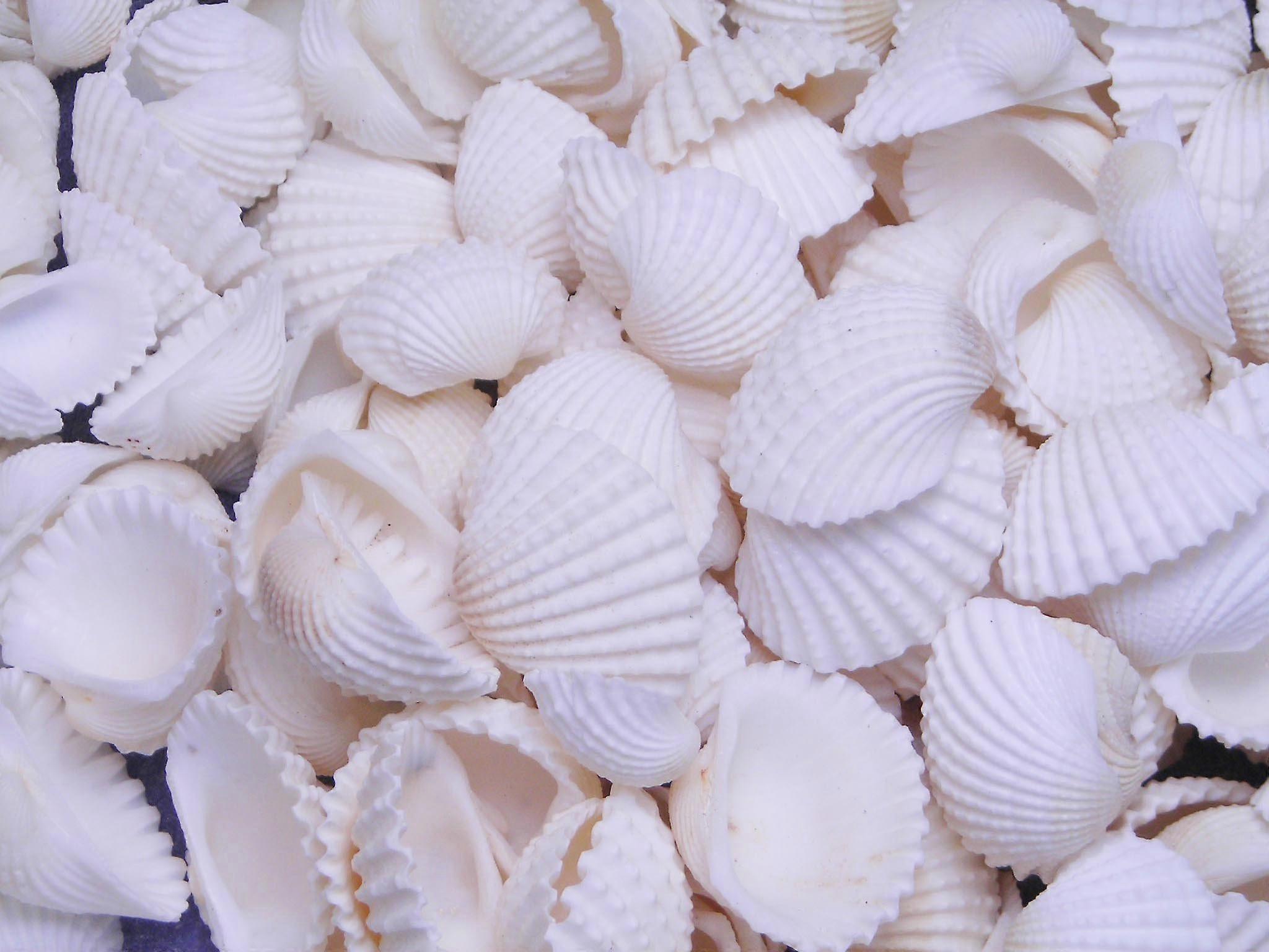 Tiny White Ark Shells Bulk 1 lb (500+) 1/2"-3/4" Seashells for Beach Wedding Decor and Crafts