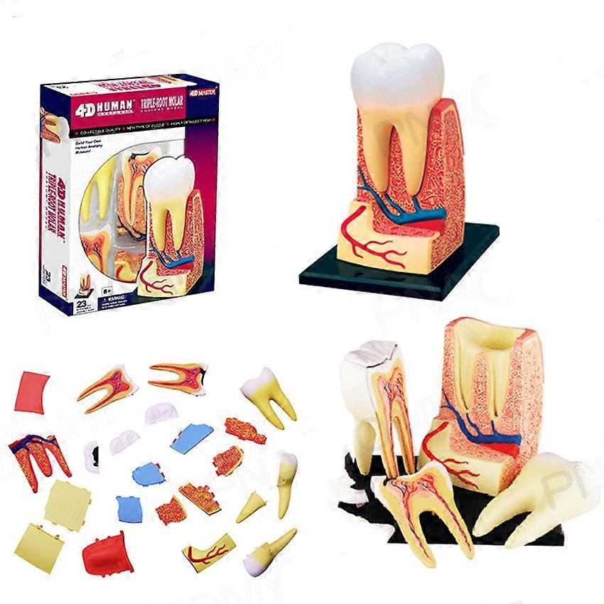 4D Human Body Model Removable Parts Education Organs Model For Teaching Study Class Students