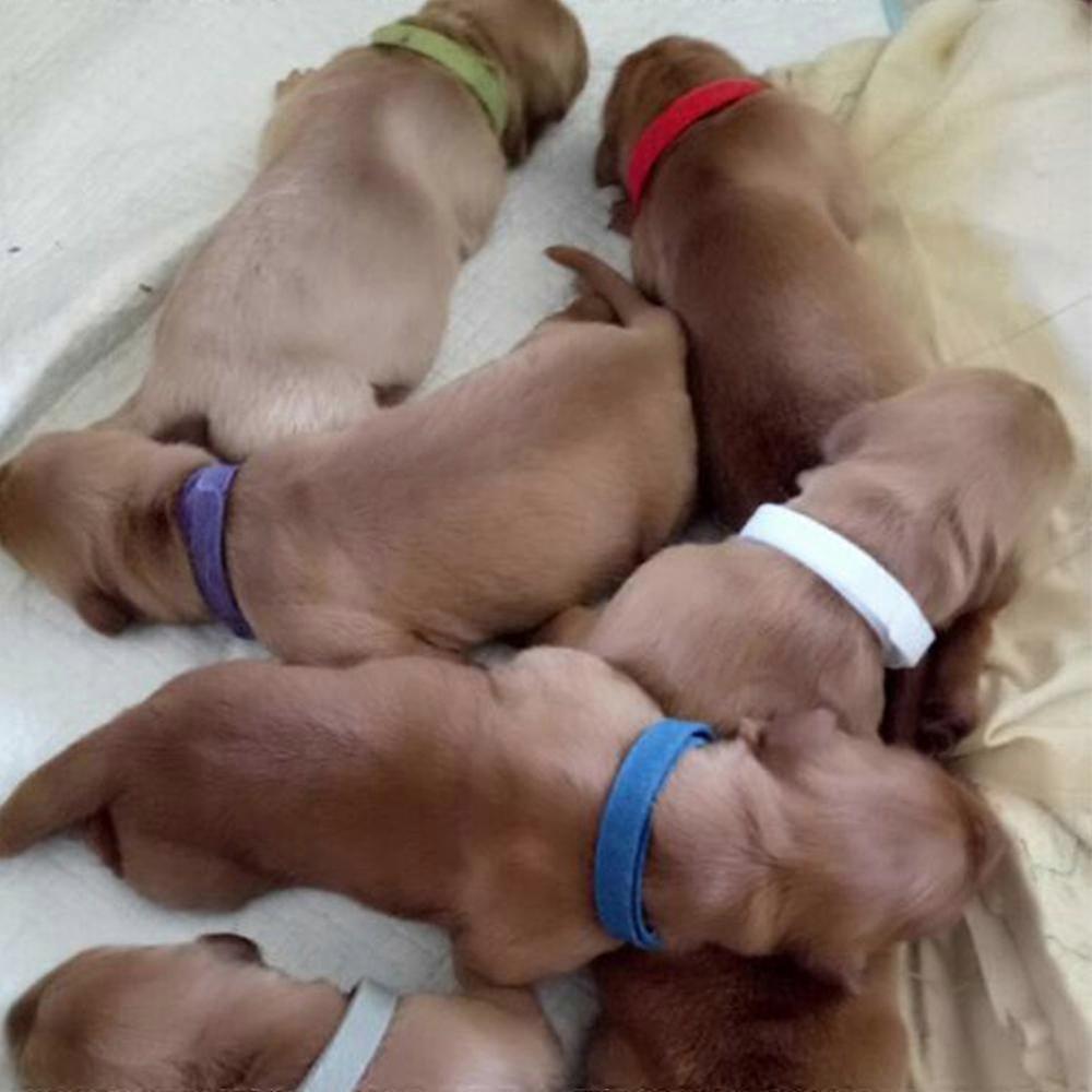Soft Puppy Id Collars, Reversible Fleece Adjustable Identification Collar For Newborn Pet Identification, Colorfast Durable And Non-Itchy Fit, 2025