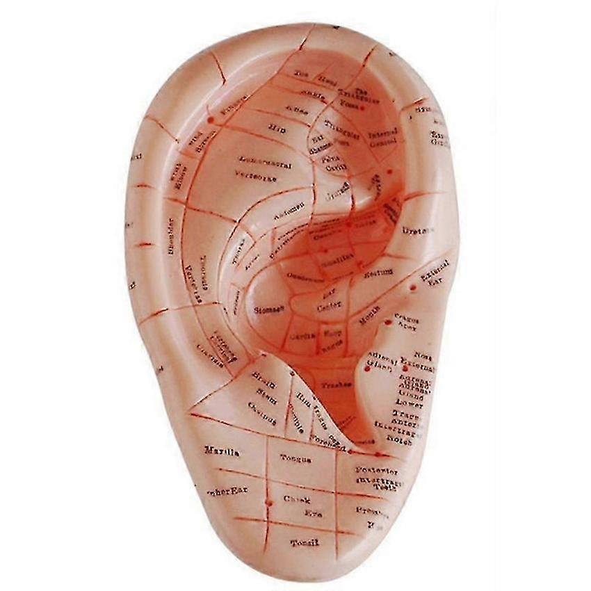 Ear Acupuncture Earpins Auricular Application Model